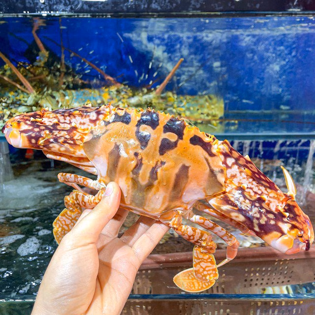 Ghẹ đỏ được ưa chuộng tại các nhà hàng cao cấp nhờ ngoại hình ấn tượng và thịt ngọt.