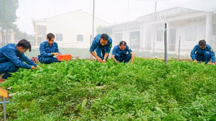 Chiến sĩ Ban Chỉ huy Quân sự xã Tân Hội thu hoạch rau xanh trong nhà lưới. Ảnh: TRÚC LINH